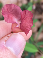 Macroptilium lathyroides