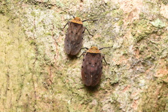 Penthicodes atomaria