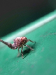 Nogodinidae
