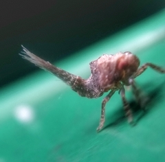 Nogodinidae