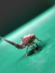 Nogodinidae