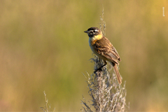 Polystictus pectoralis