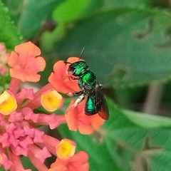 Calloceratina