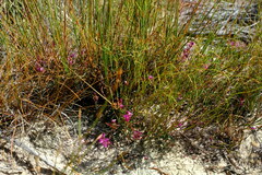 Indigofera capillaris