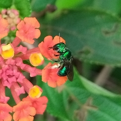 Calloceratina