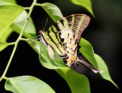 Graphium antiphates