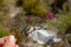 Indigofera capillaris