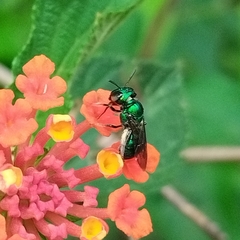 Calloceratina