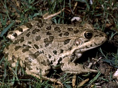 Pelophylax perezi