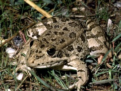 Pelophylax perezi