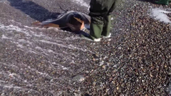 Myliobatis peruvianus