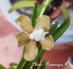 Vanda