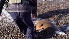 Myliobatis peruvianus