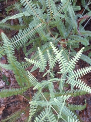 Dicranopteris flexuosa