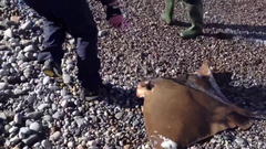 Myliobatis peruvianus