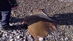 Myliobatis peruvianus