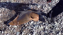 Myliobatis peruvianus