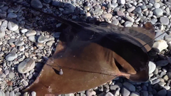 Myliobatis peruvianus