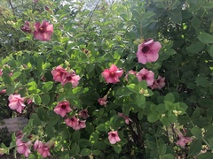 Allamanda blanchetii