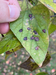 Pachypsylla celtidisvesicula