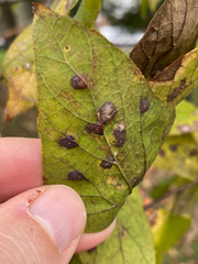 Pachypsylla celtidisvesicula