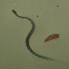 Cerberus schneiderii