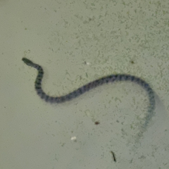 Cerberus schneiderii