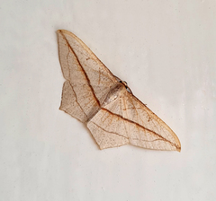 Timandra correspondens