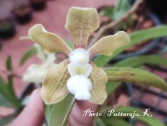 Vanda