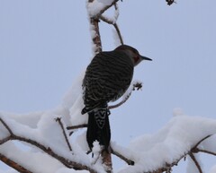 Colaptes auratus luteus × cafer
