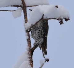 Colaptes auratus luteus × cafer