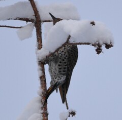 Colaptes auratus luteus × cafer