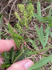Iva angustifolia