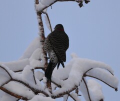 Colaptes auratus luteus × cafer