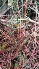 Cuscuta epithymum