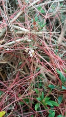 Cuscuta epithymum