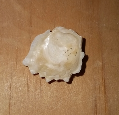 Plicatula gibbosa