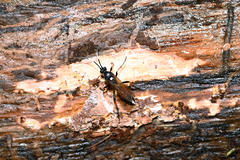 Ichneumon