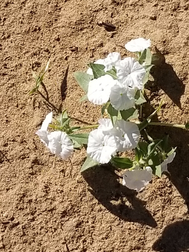 Euploca convolvulacea ssp. convolvulacea