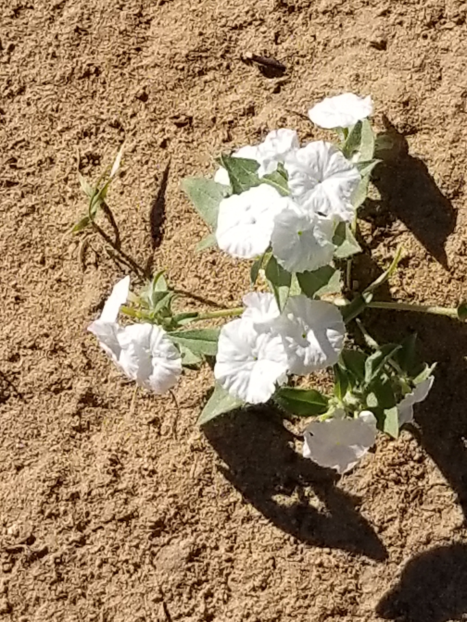 Euploca convolvulacea ssp. convolvulacea