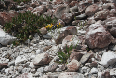 Chondrilla chondrilloides