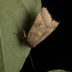Telorta acuminata