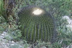 Echinocactus platyacanthus