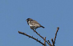 Spermestes cucullata scutata