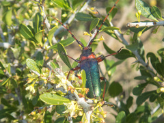 Stenaspis verticalis insignis