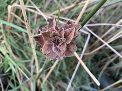 Rabdophaga rosaria