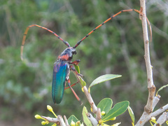 Stenaspis verticalis insignis