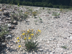 Chondrilla chondrilloides