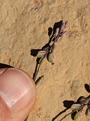 Polygala scoparioides