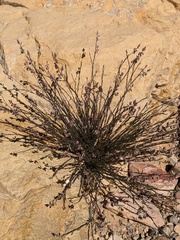 Polygala scoparioides